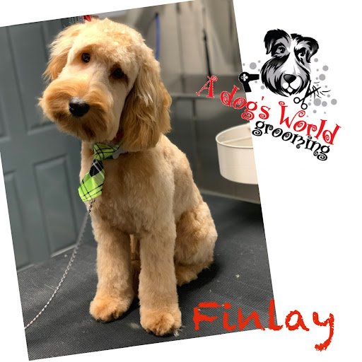 A Dog's World Grooming listing image