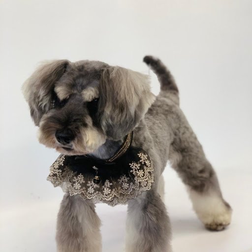 Aileen's Professional Dog Grooming listing image