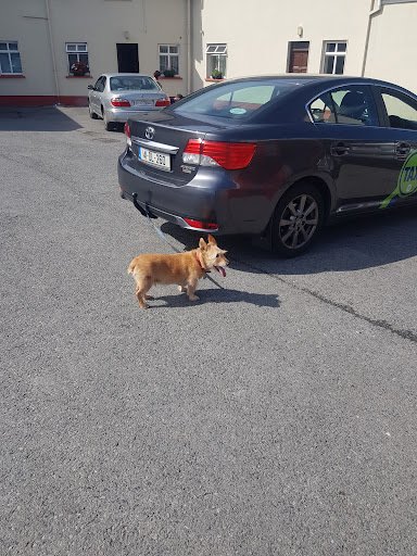 All Creatures Veterinary Clinic (Xl Vets Ireland) listing image
