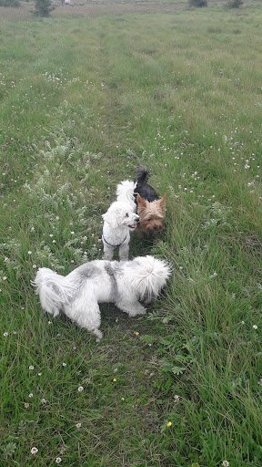 All Paws Pet Service Oranmore listing image