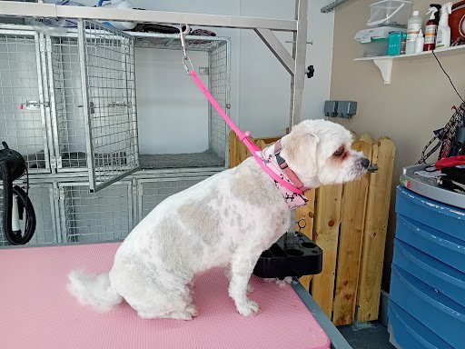 Allard Dog Groomers listing image