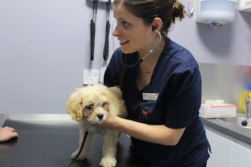 Allpets Veterinary Hospital listing image