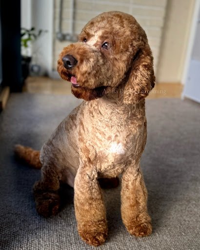 Alpha Dog Pet Grooming listing image