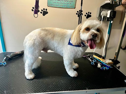 Amazing Tailz Dog Grooming listing image