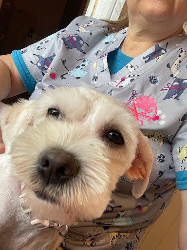 Angigrooming Dog Grooming Salon & Shop listing image