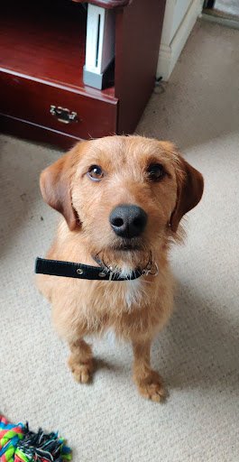 Aoibhinn's Grooming Parlour listing image