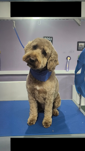 Arch Dog Grooming listing image