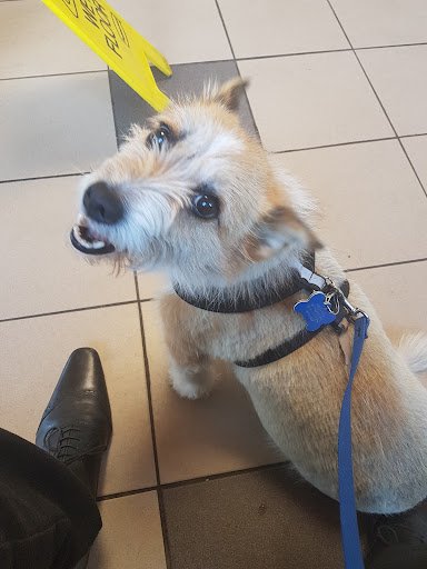Ark Vetcare Dun Laoghaire listing image