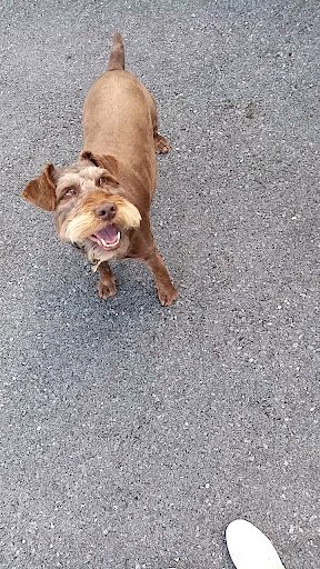 Audrey's Dog Grooming listing image