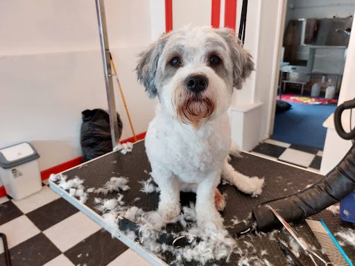 Balbriggan Dog Grooming listing image