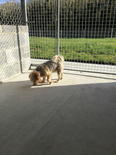Ballybeg Boarding Kennels listing image