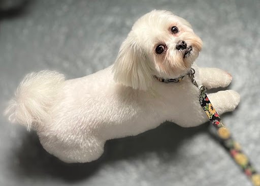 Bark in Style listing image
