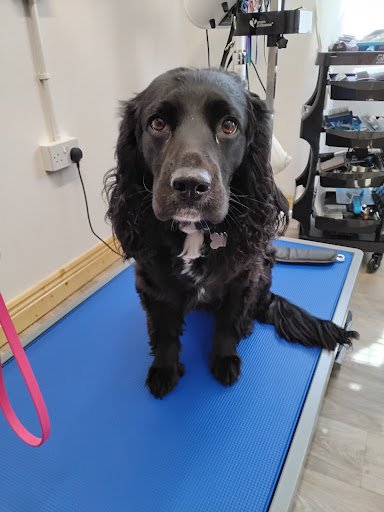 Barkers of Boxhill - Dog Grooming Emporium listing image