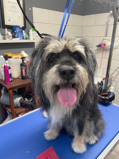 Barkling Clean Dog Grooming listing image