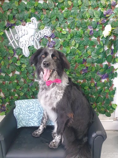 Barks and Brushes Dog Grooming listing image