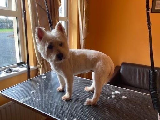 Bb's Dog Grooming listing image