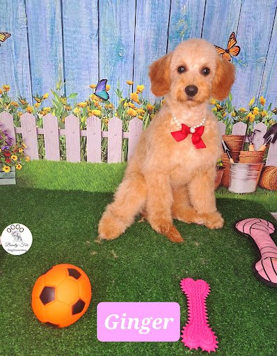 Beauty-fur Doggrooming listing image