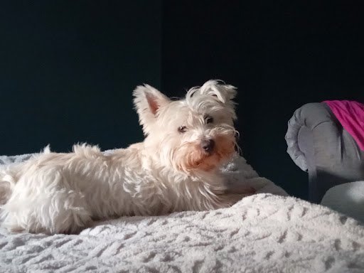 Bed and Biscuit Boarding Kennels listing image