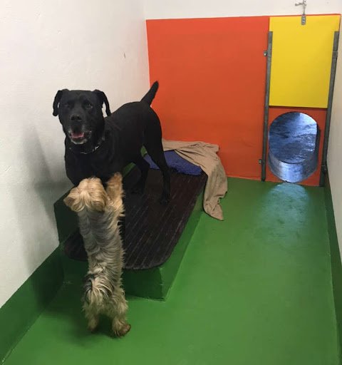 Bellinter Boarding Kennels & Cattery listing image