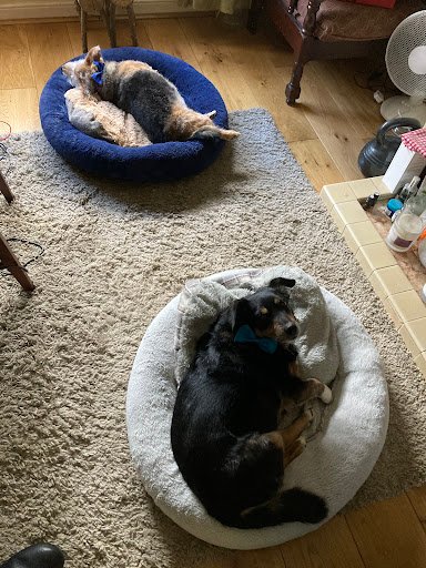 Best Kennels & Cattery listing image