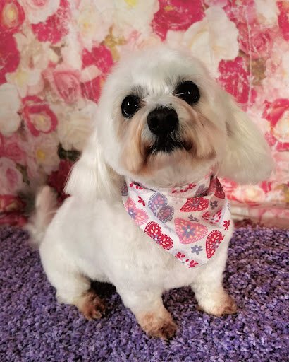 Blades of Fury Dog Grooming listing image