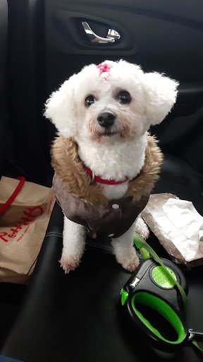 Blue Collar Dog Grooming listing image