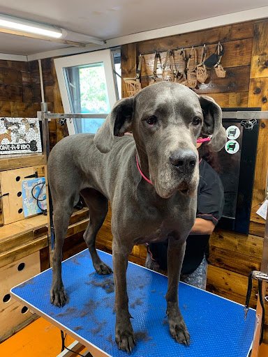 Bone-a-fido Dog Grooming for Large and Small Breeds listing image