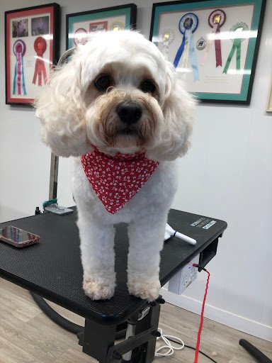 Bonnies Dog Grooming listing image