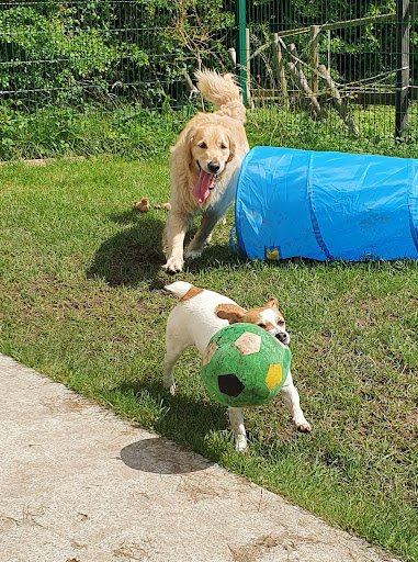 Bray Cottage Boarding Kennels listing image