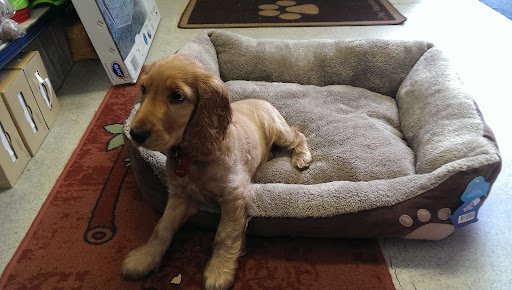 Breffni House Pets listing image
