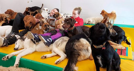 Bremeny School for Dogs listing image