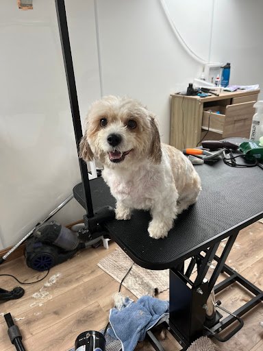 Brian’s Dog Grooming listing image