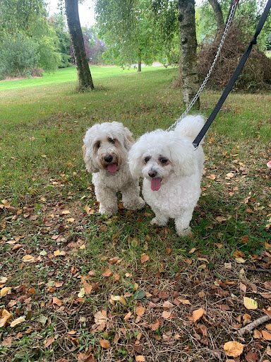 Bridle House Hounds listing image