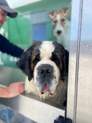 Bubbles Dog Wash - Cobh listing image