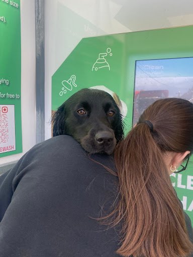 Bubbles Dog Wash - Thurles listing image