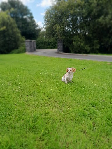 Byrne's Boarding Kennels listing image