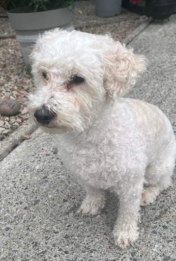 Byrnes Mobile Dog Grooming listing image