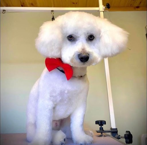 Canine Creations Dog Grooming listing image