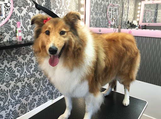 Canine Creations SPA & Grooming School Dublin listing image