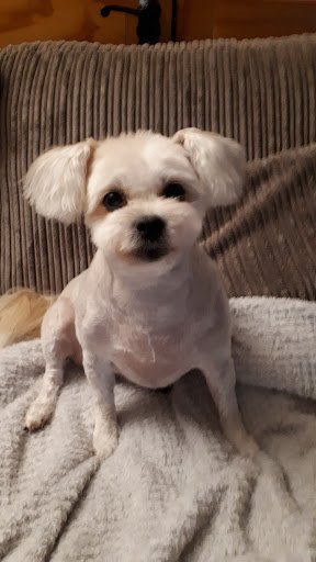 Carlow Dog Grooming listing image
