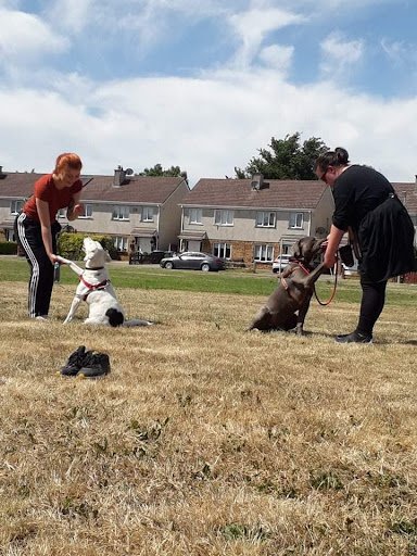 Carlow Dog Training Club listing image