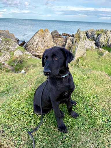 Carrick Dog Shelter listing image