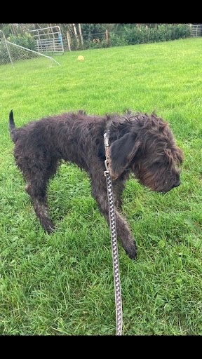 Carrick Kennels listing image