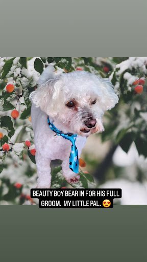 Ca's Pet Grooming Service listing image