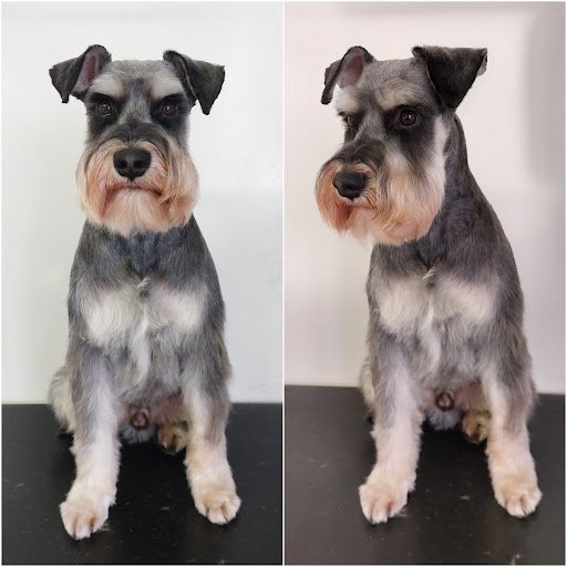 Castle Vets Veterinarian and Dog Grooming listing image