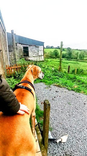Cavan Dog Boarding Kennels listing image