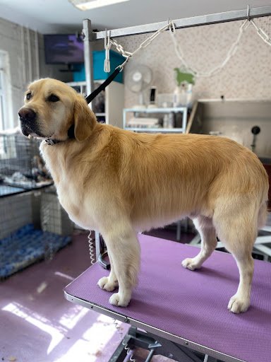 Celtic Canines Dog Grooming listing image