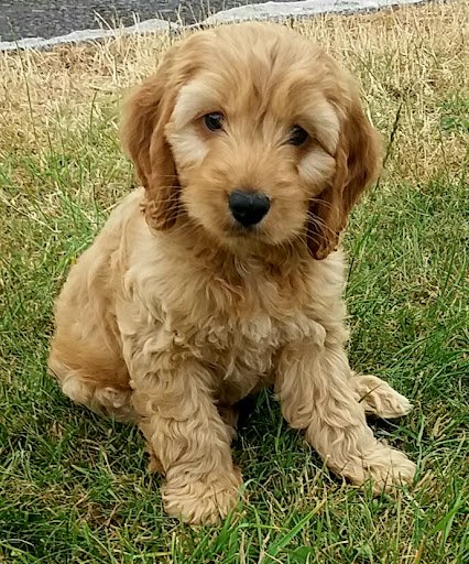 Charlies Dog Training 'wags and Wiggles' listing image