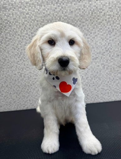 Ciara Dial a Dog Wash Dun Laoghaire / Rathdown listing image