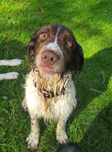Clare Animal Welfare listing image